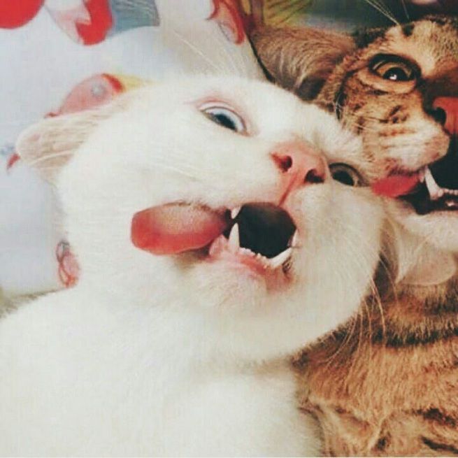 Hình ảnh avt cute mèo đôi