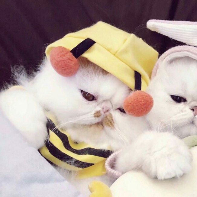 Hình ảnh avt đôi mèo ngầu